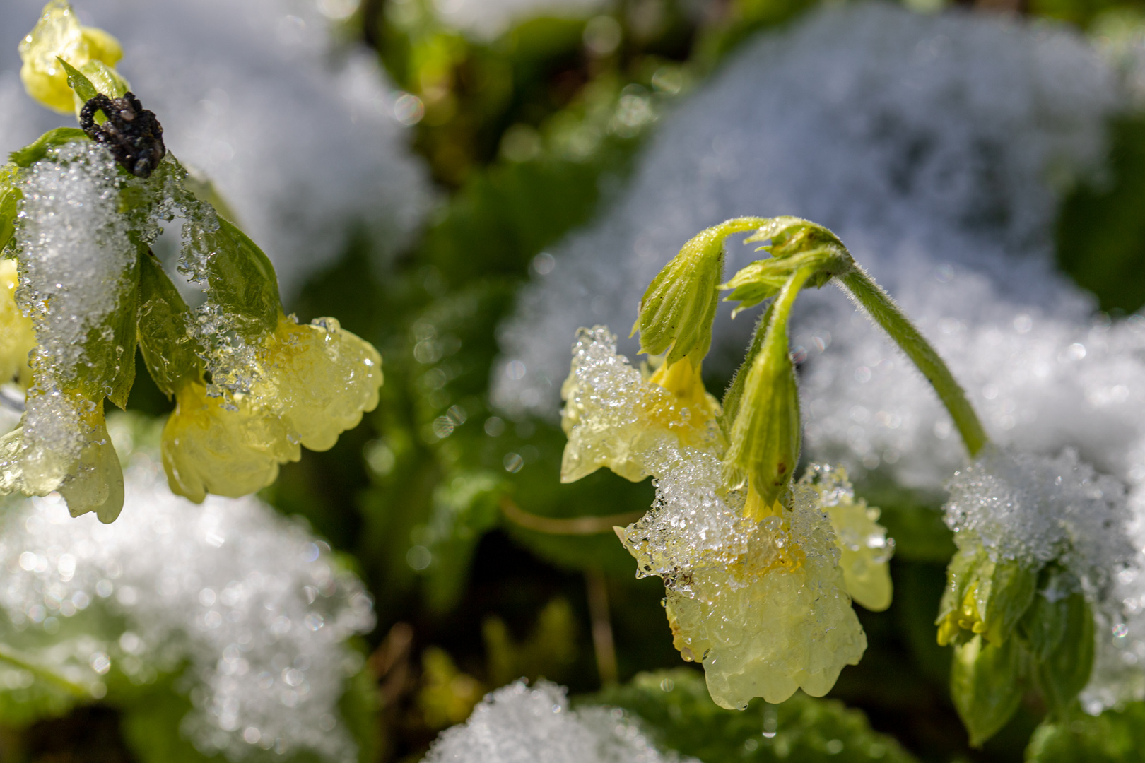 Eisblumen Foto &amp; Bild | pflanzen, pilze &amp; flechten, blüten ...