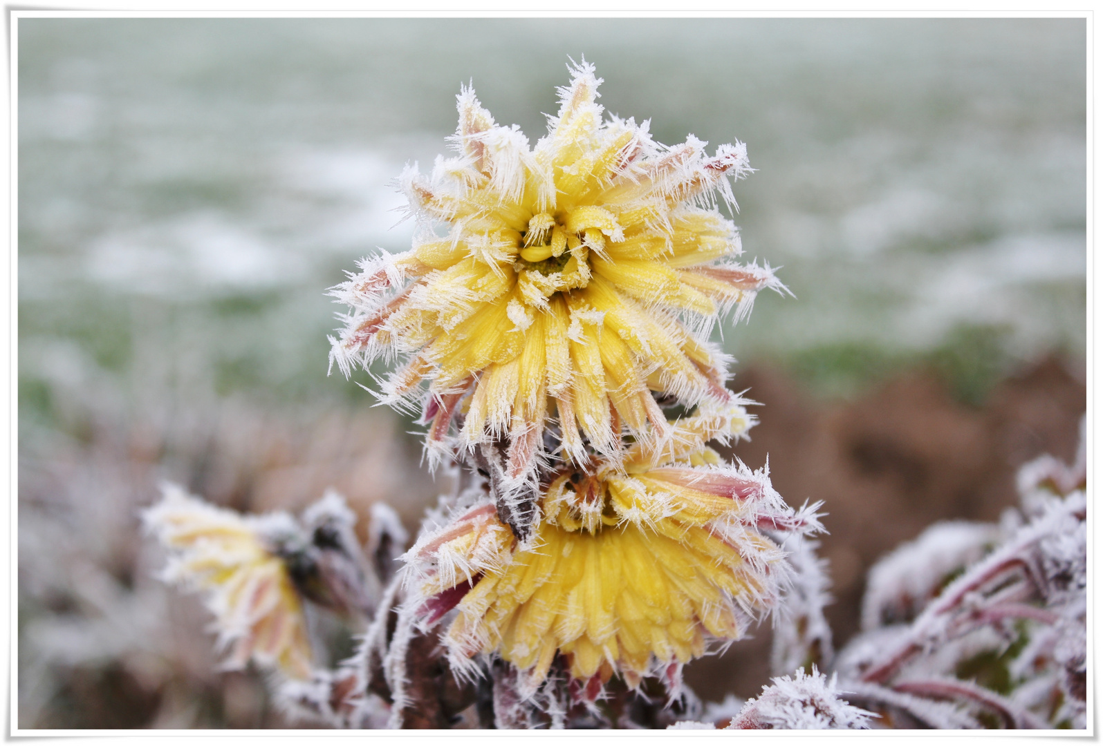 Eisblumen