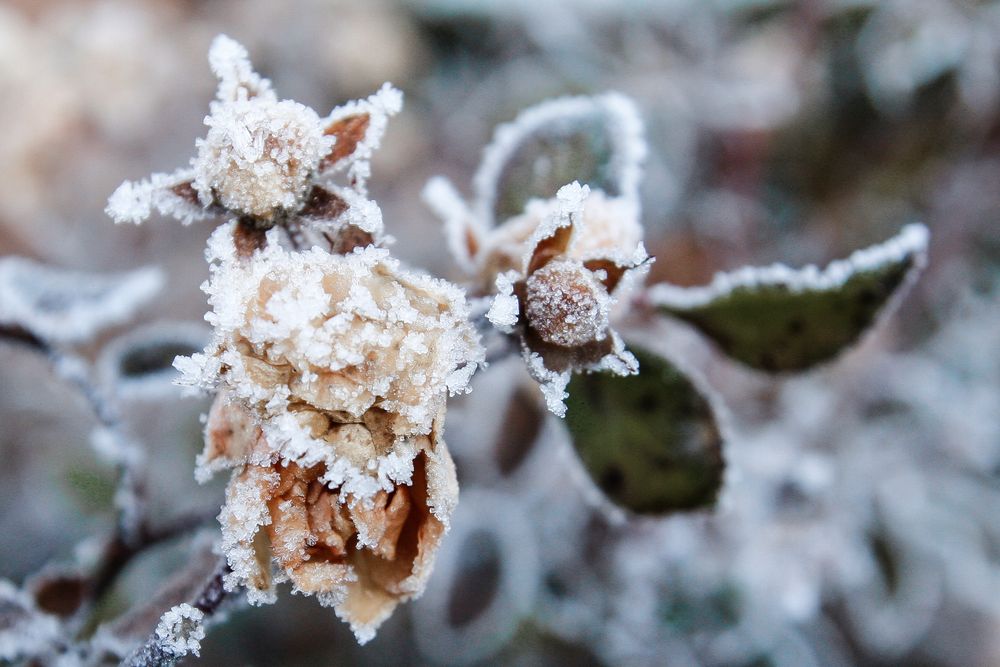 Eisblumen Foto & Bild pflanzen, pilze & flechten, pflanzen im winter