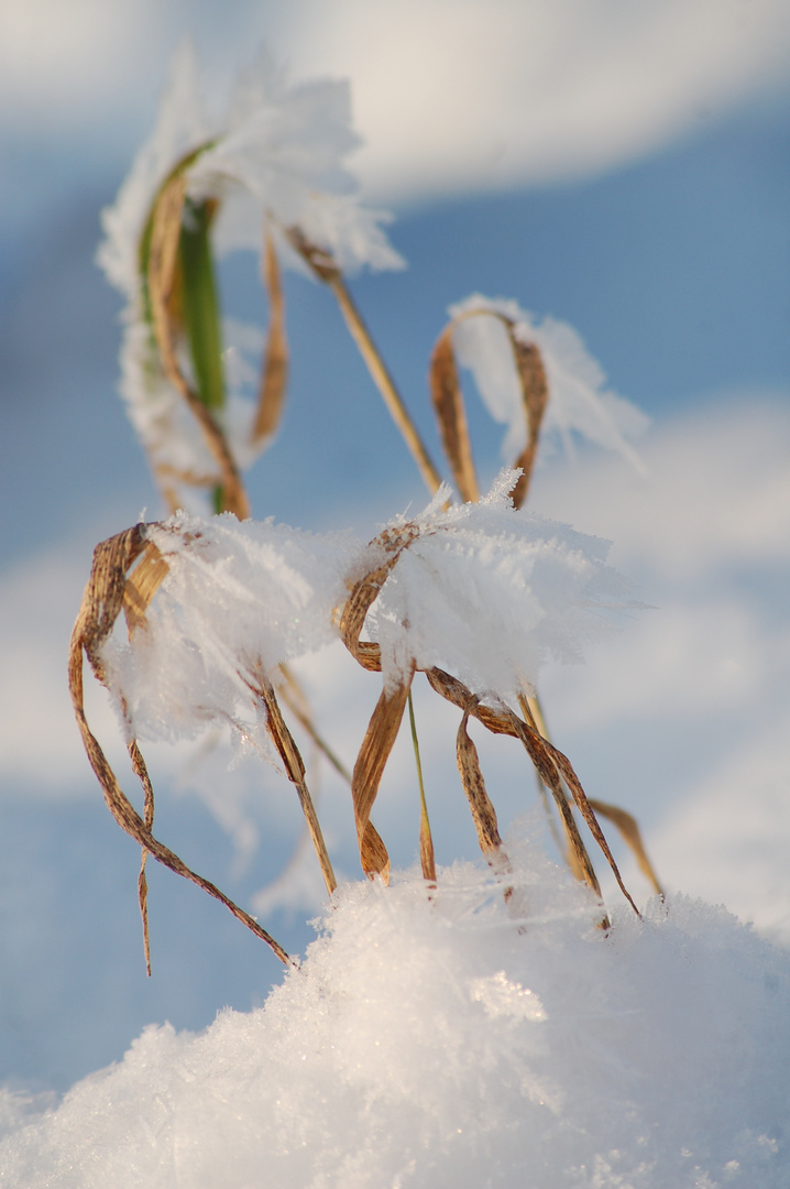 Eisblumen