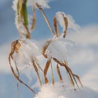 Eisblumen