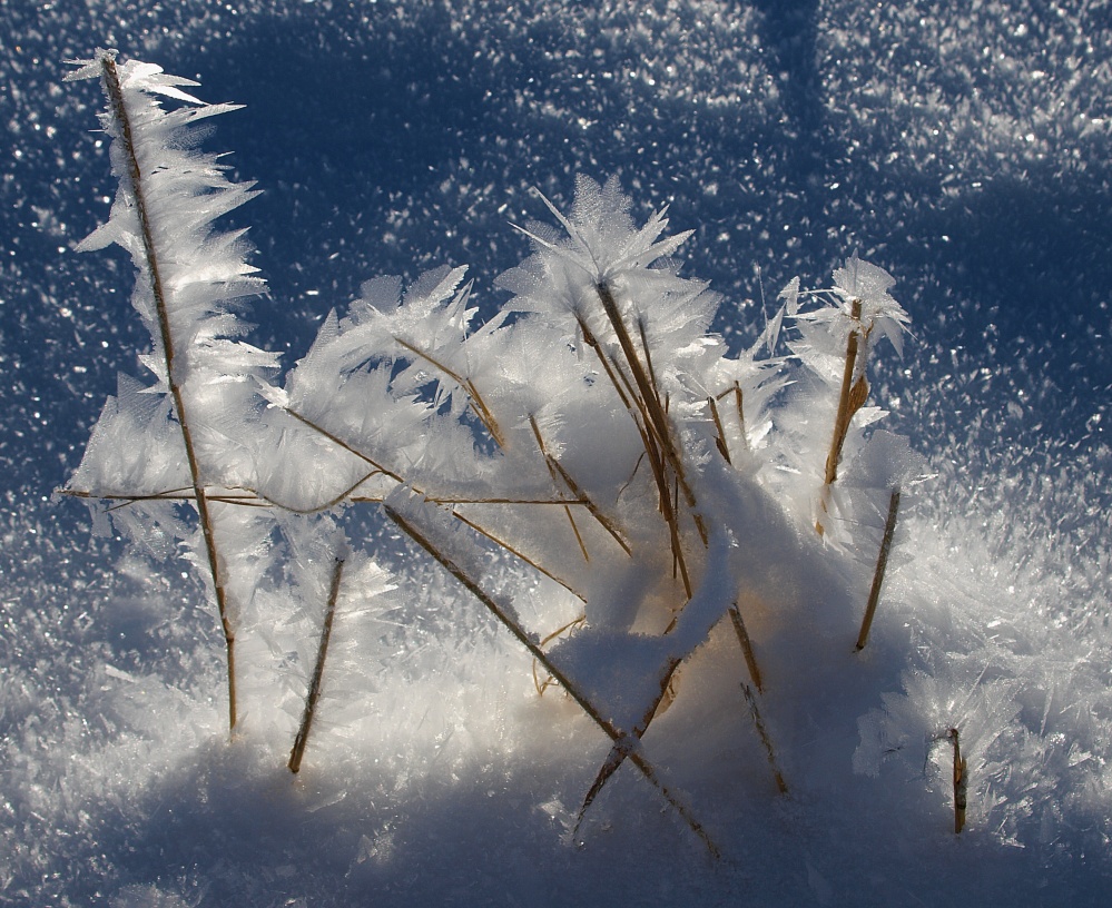 Eisblumen Foto &amp; Bild | jahreszeiten, winter, winterbilder Bilder auf ...