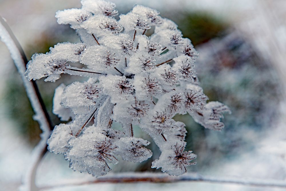 Eisblumen