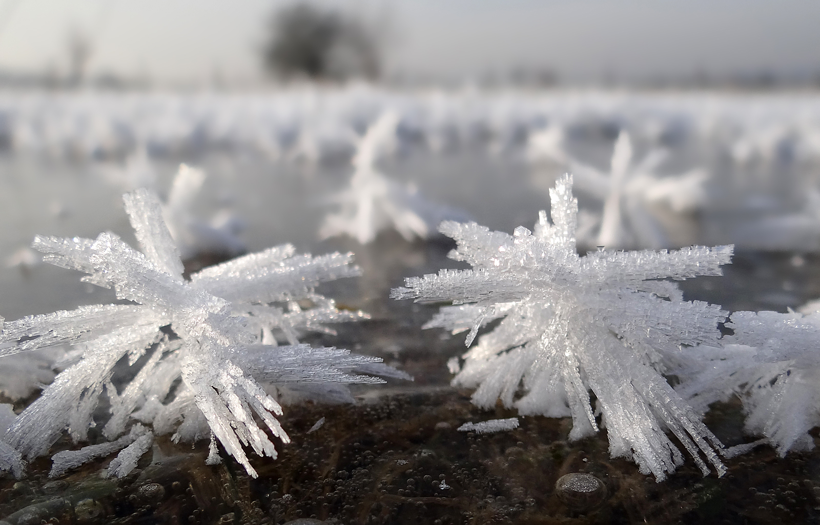 Eisblumen