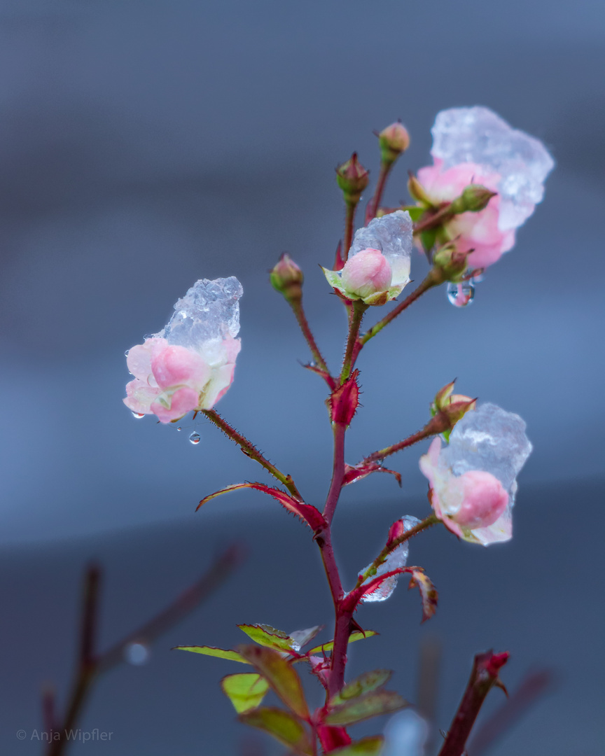 Eisblumen