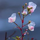 Eisblumen