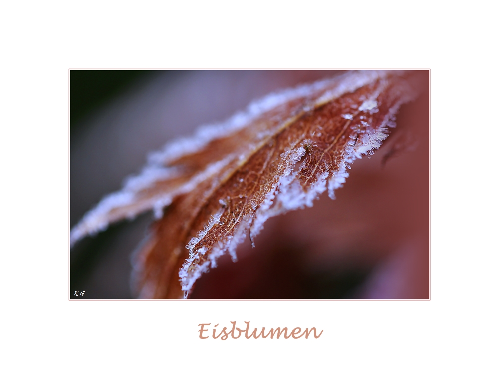 Eisblumen