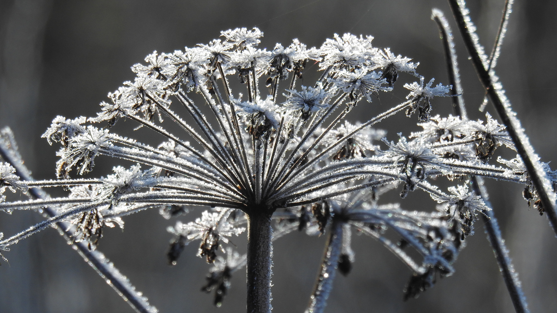 Eisblumen Foto & Bild jahreszeiten, winter, natur Bilder auf