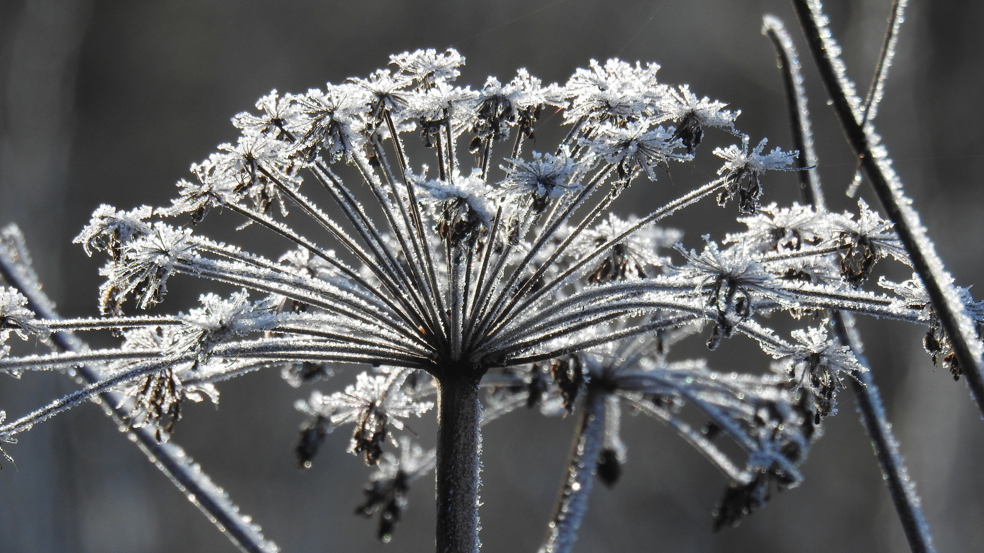 Eisblumen