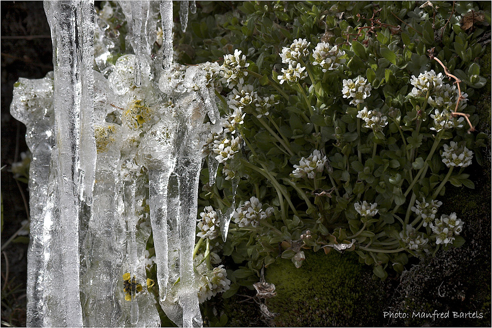 Eisblumen...