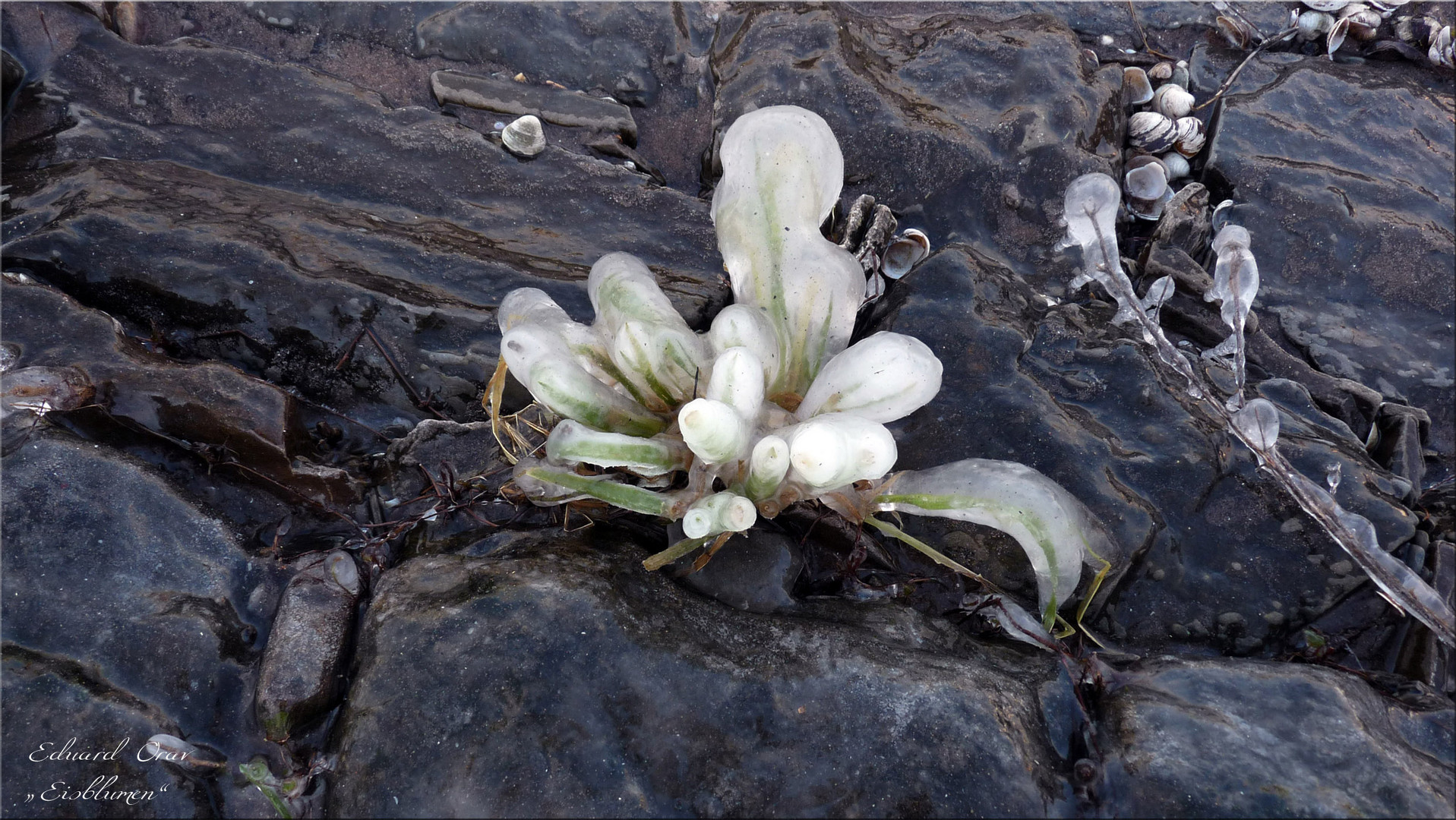 Eisblumen