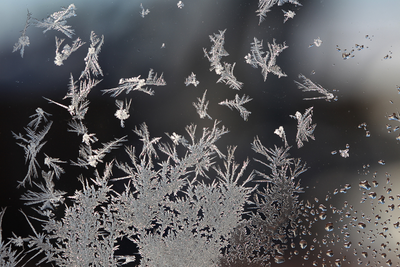 Eisblumen Foto &amp; Bild jahreszeiten, winter, kalt Bilder
