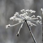 Eisblumen