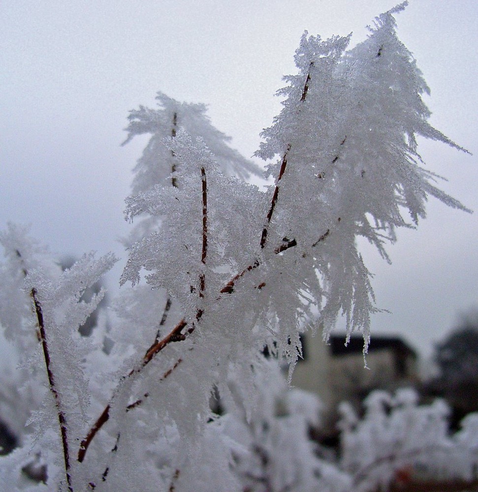 Eisblumen