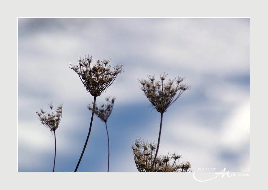 "Eisblumen"