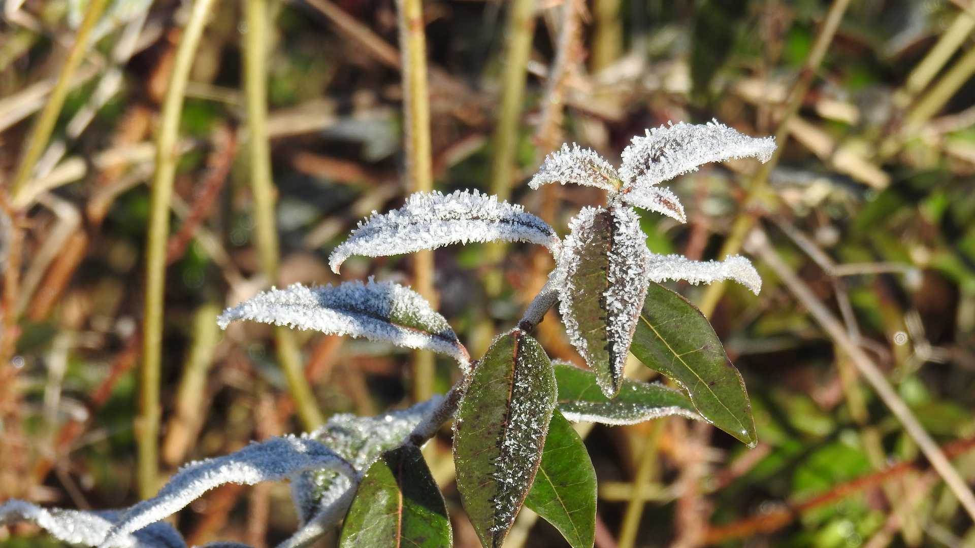 Eisblumen