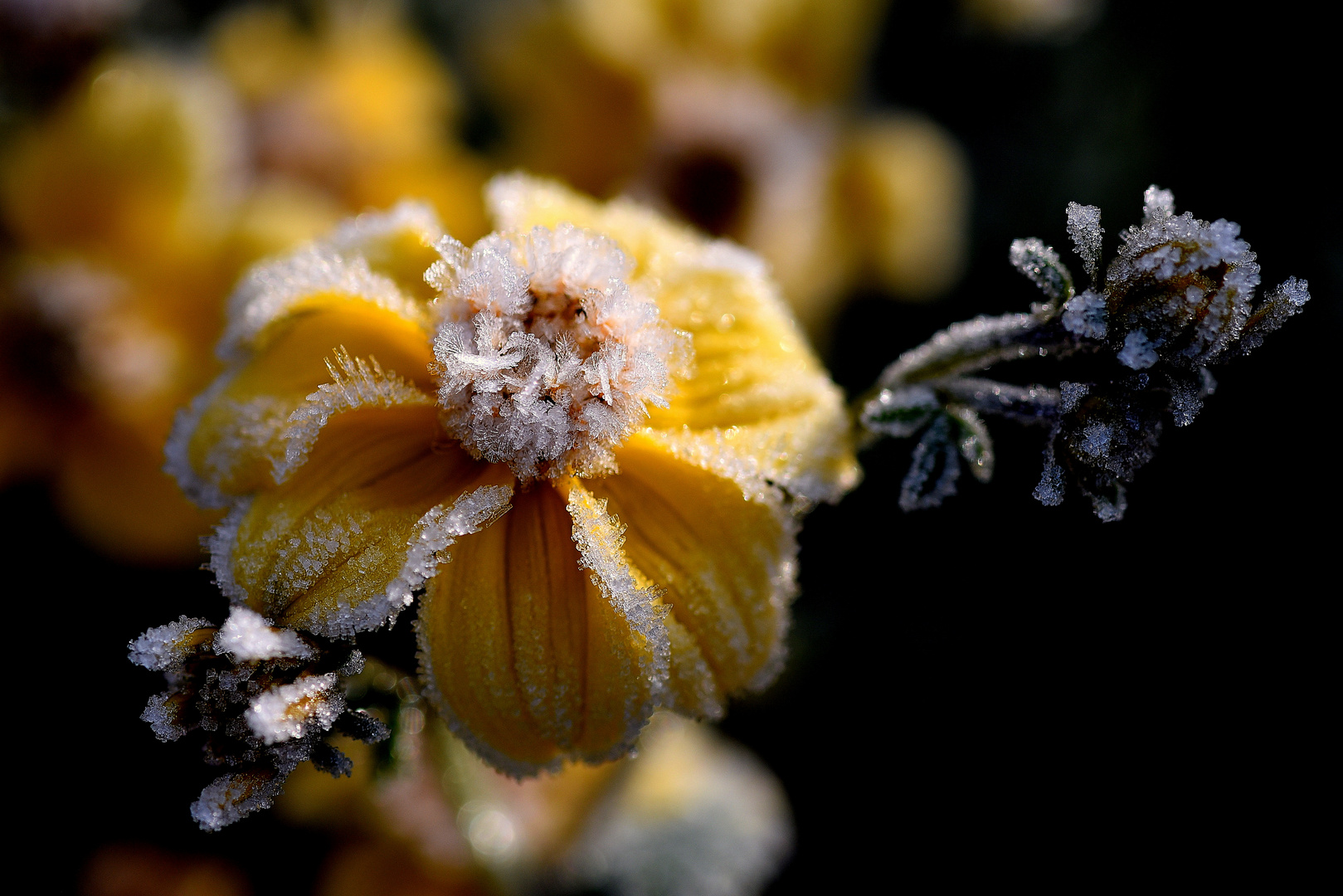 Eisblumen