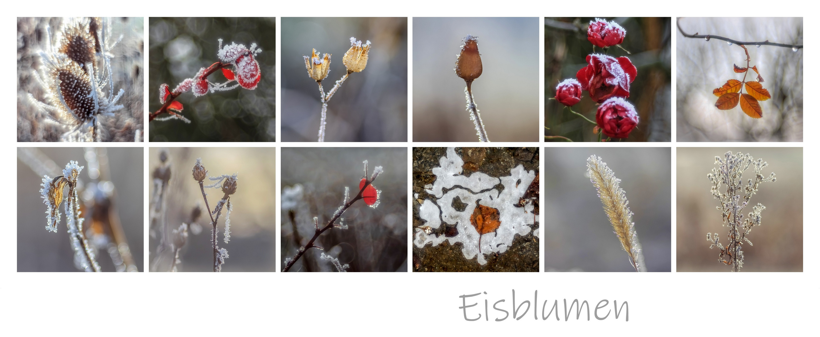 Eisblumen