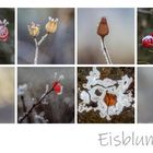 Eisblumen