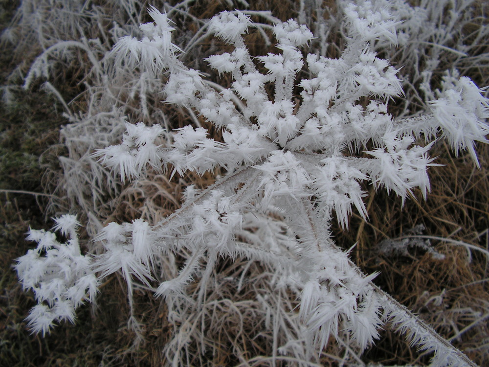 Eisblumen