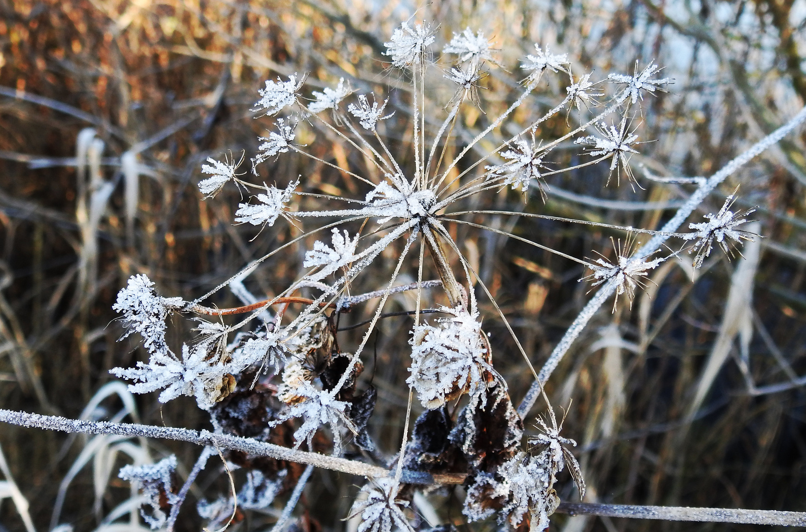 Eisblumen 