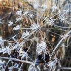 Eisblumen 