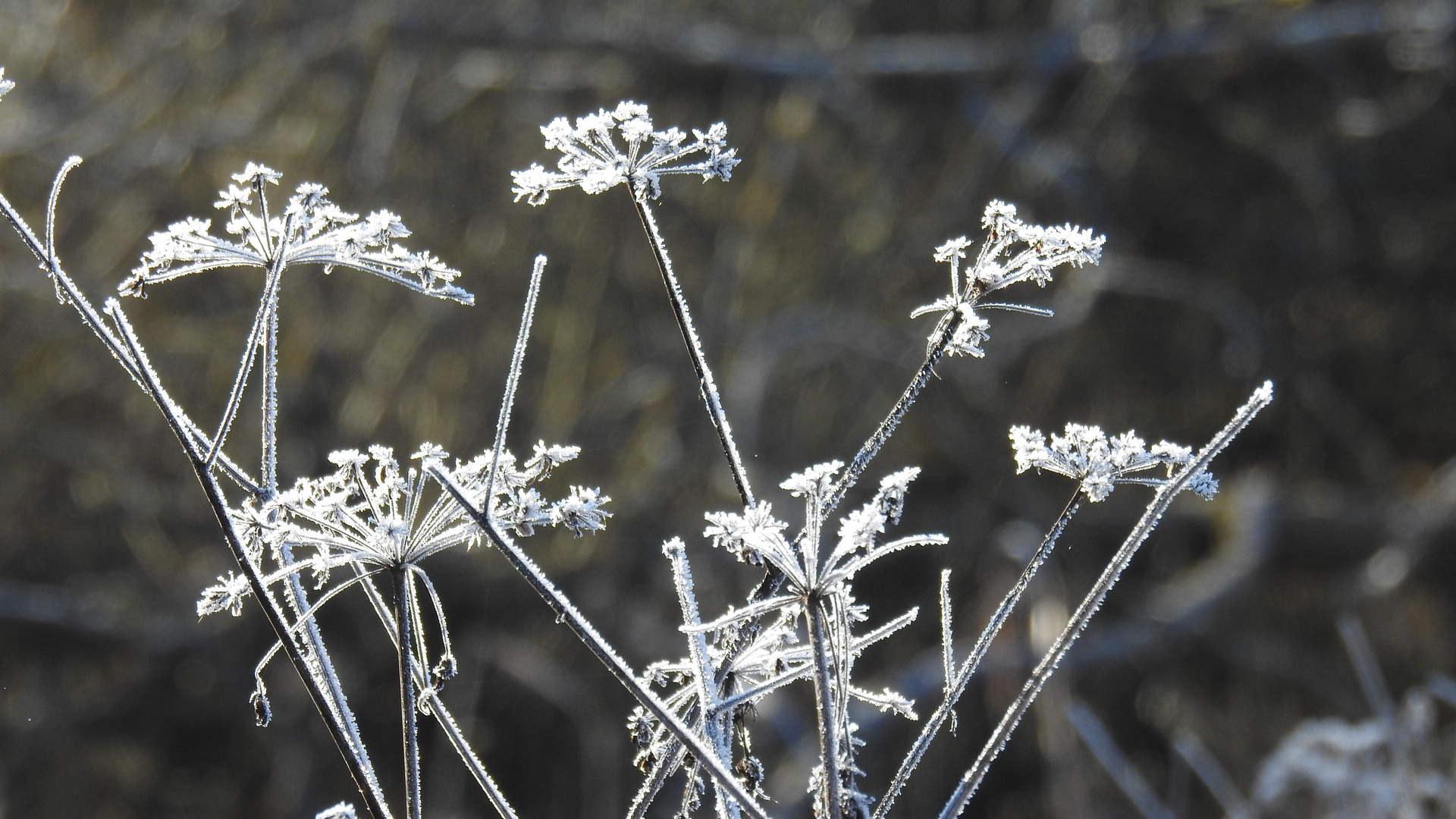 Eisblumen