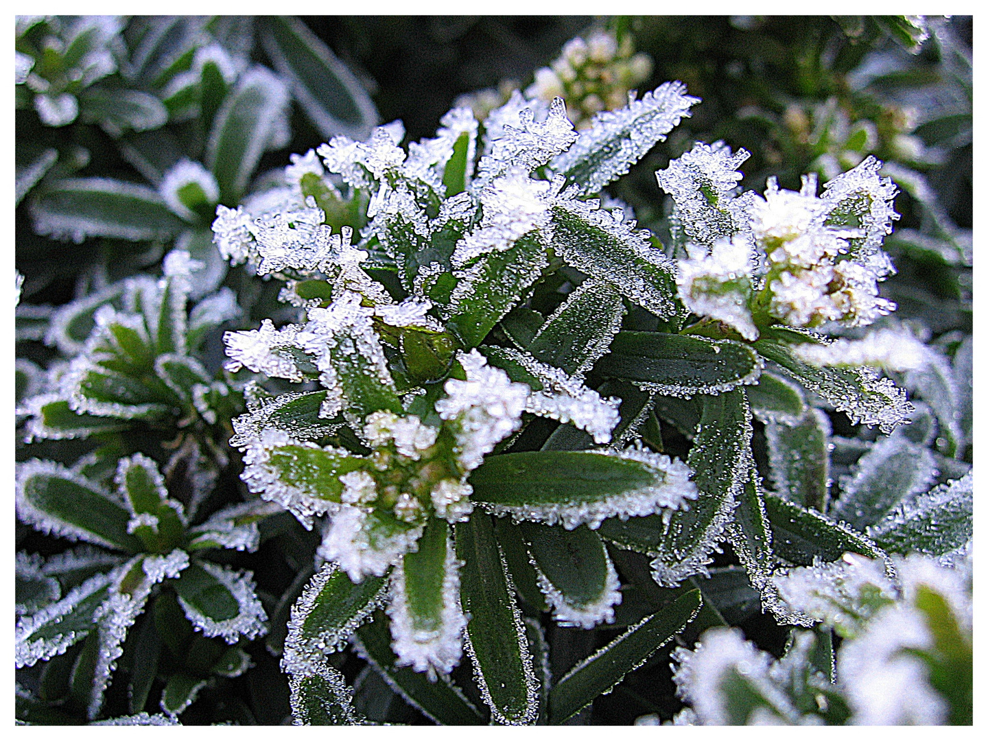 "Eisblumen"