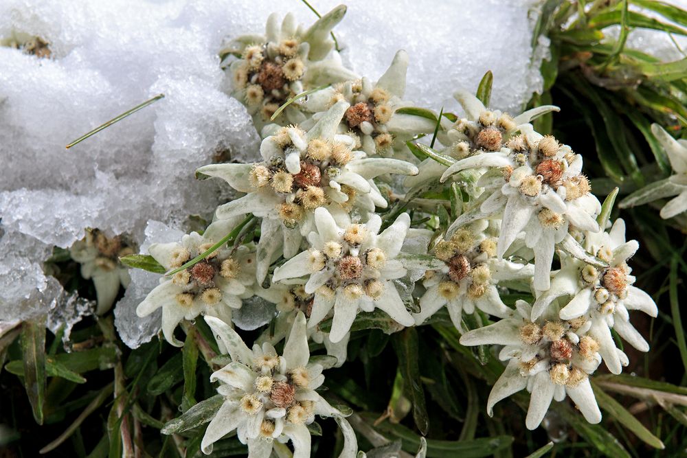 Eisblumen...