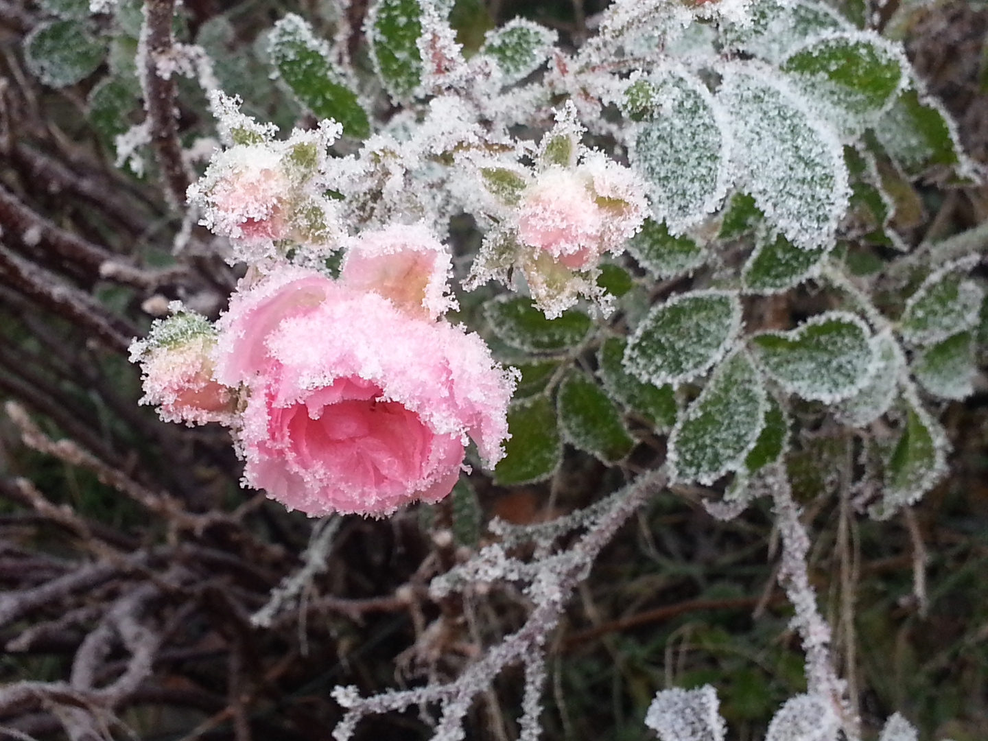 Eisblumen