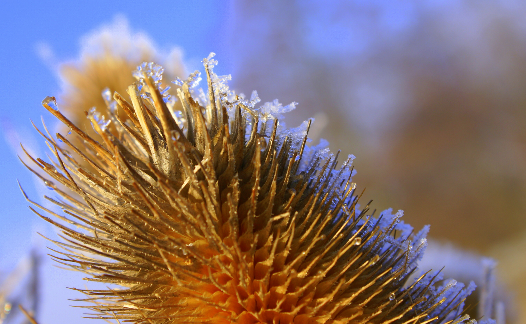 Eisblumen