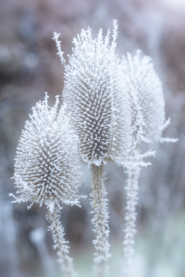 Eisblumen