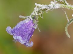 Eisblumen