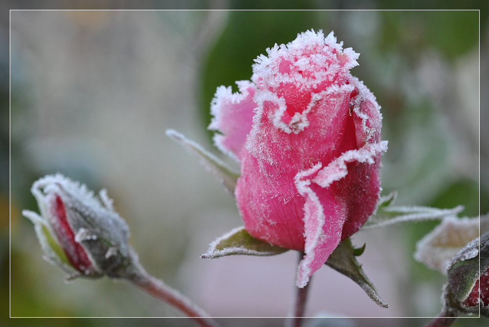 Eisblumen