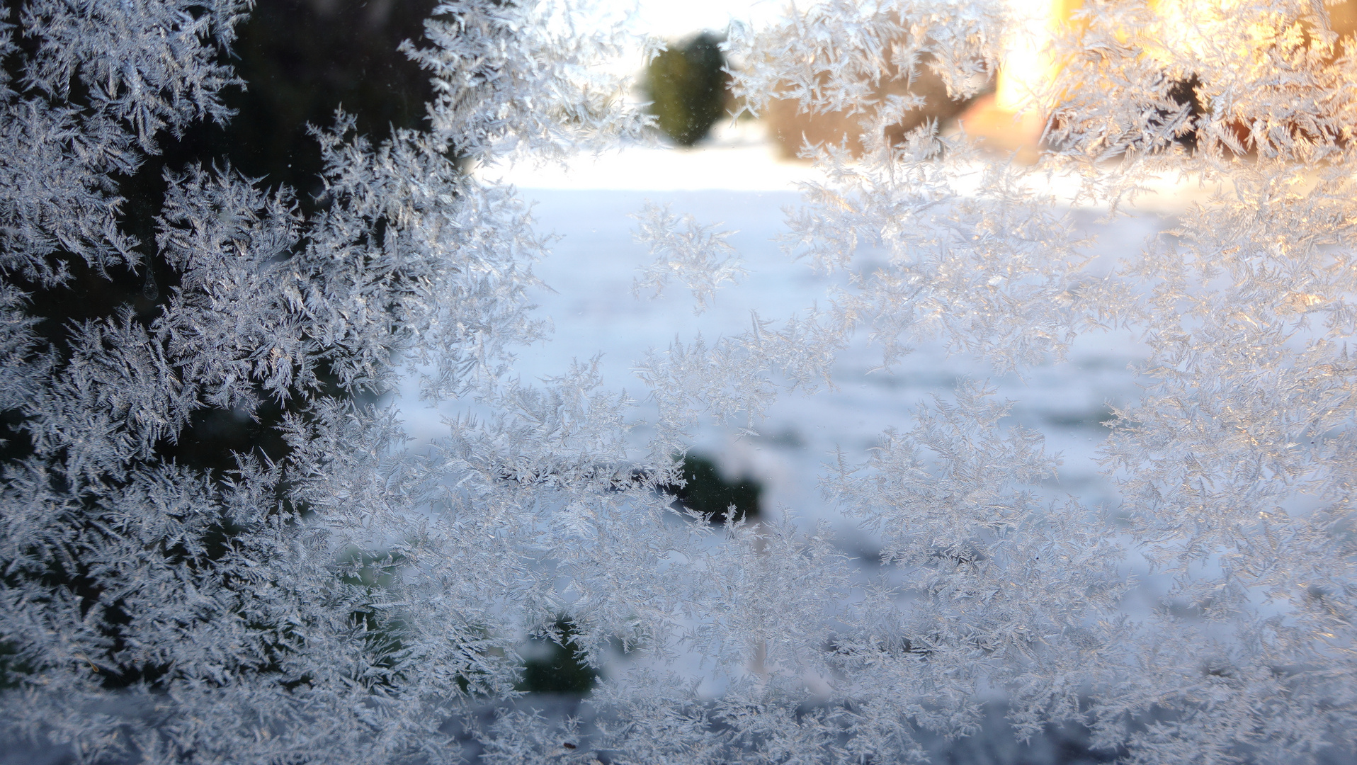 Eisblumen