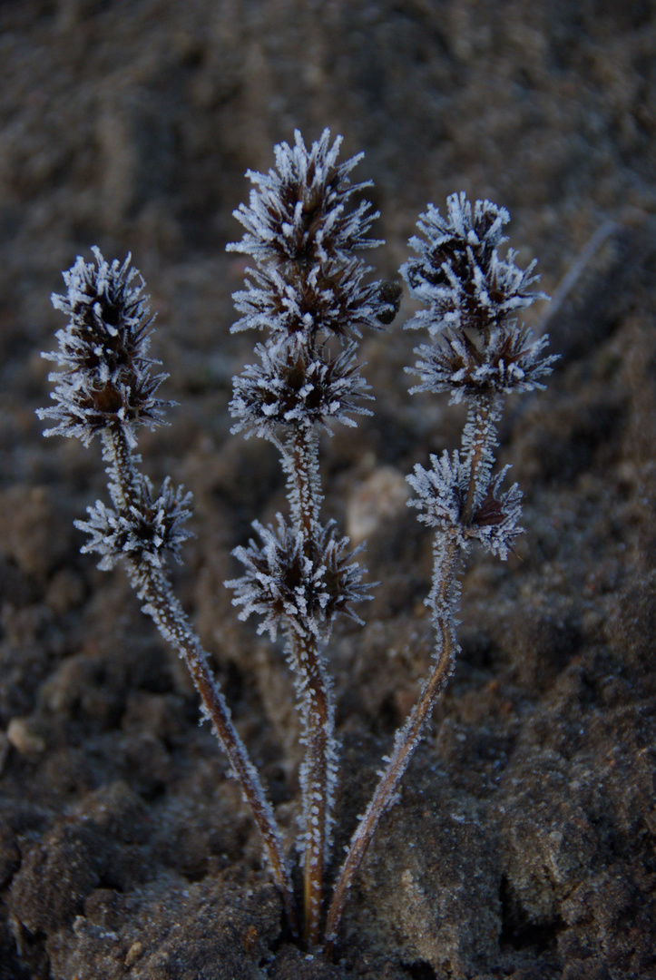 Eisblumen