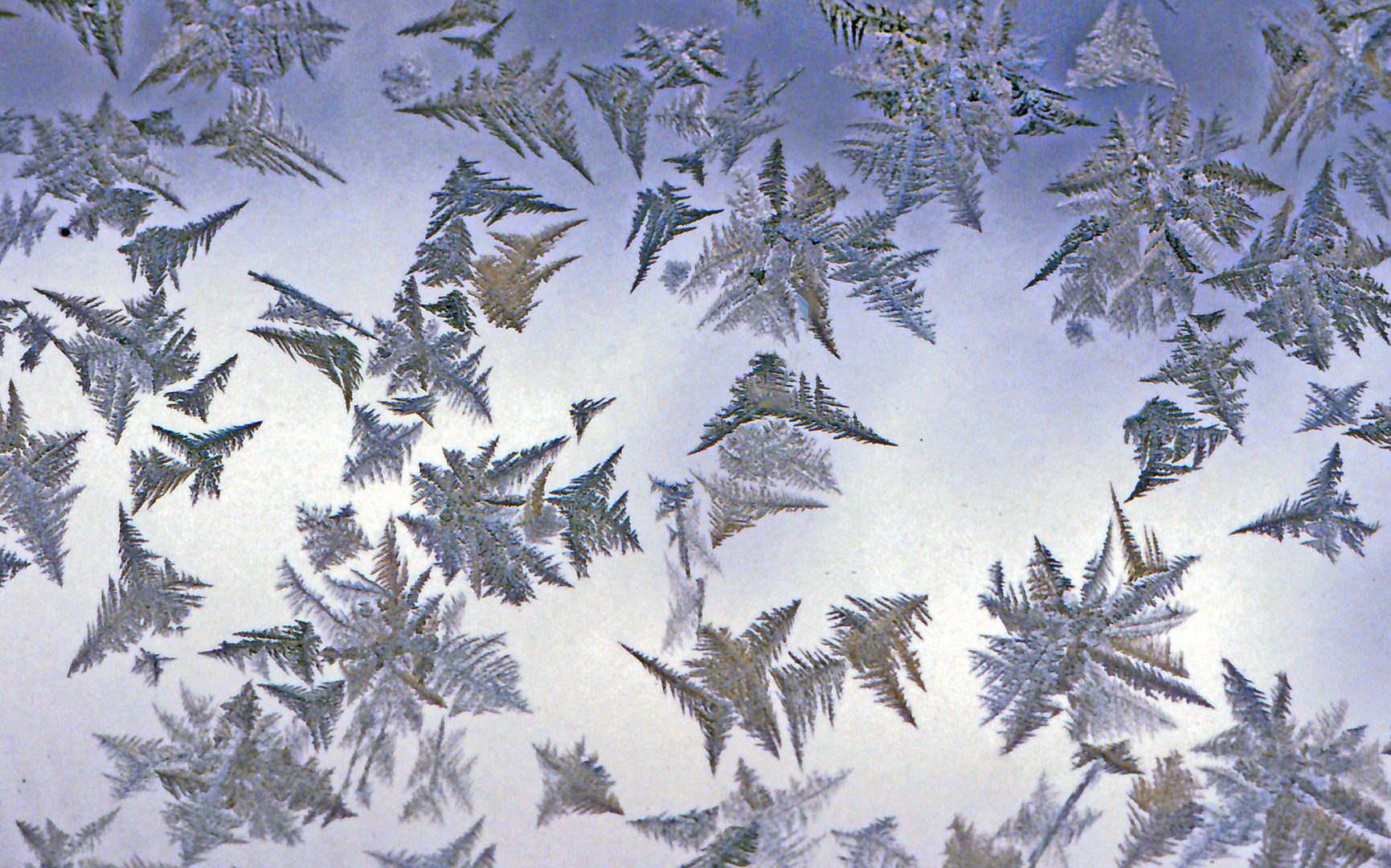 Eisblumen am Fenster