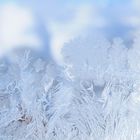 "Eisblumen am Fenster"