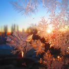 Eisblumen am Fenster