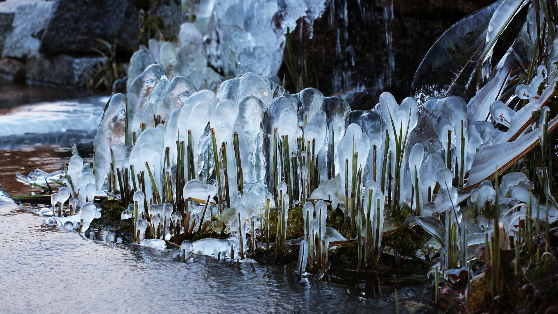 Eisblumen am Gartenteich