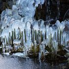 Eisblumen am Gartenteich