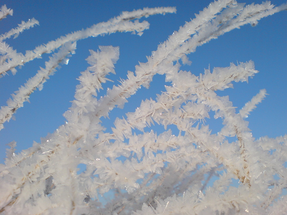 Eisblumen am Gras