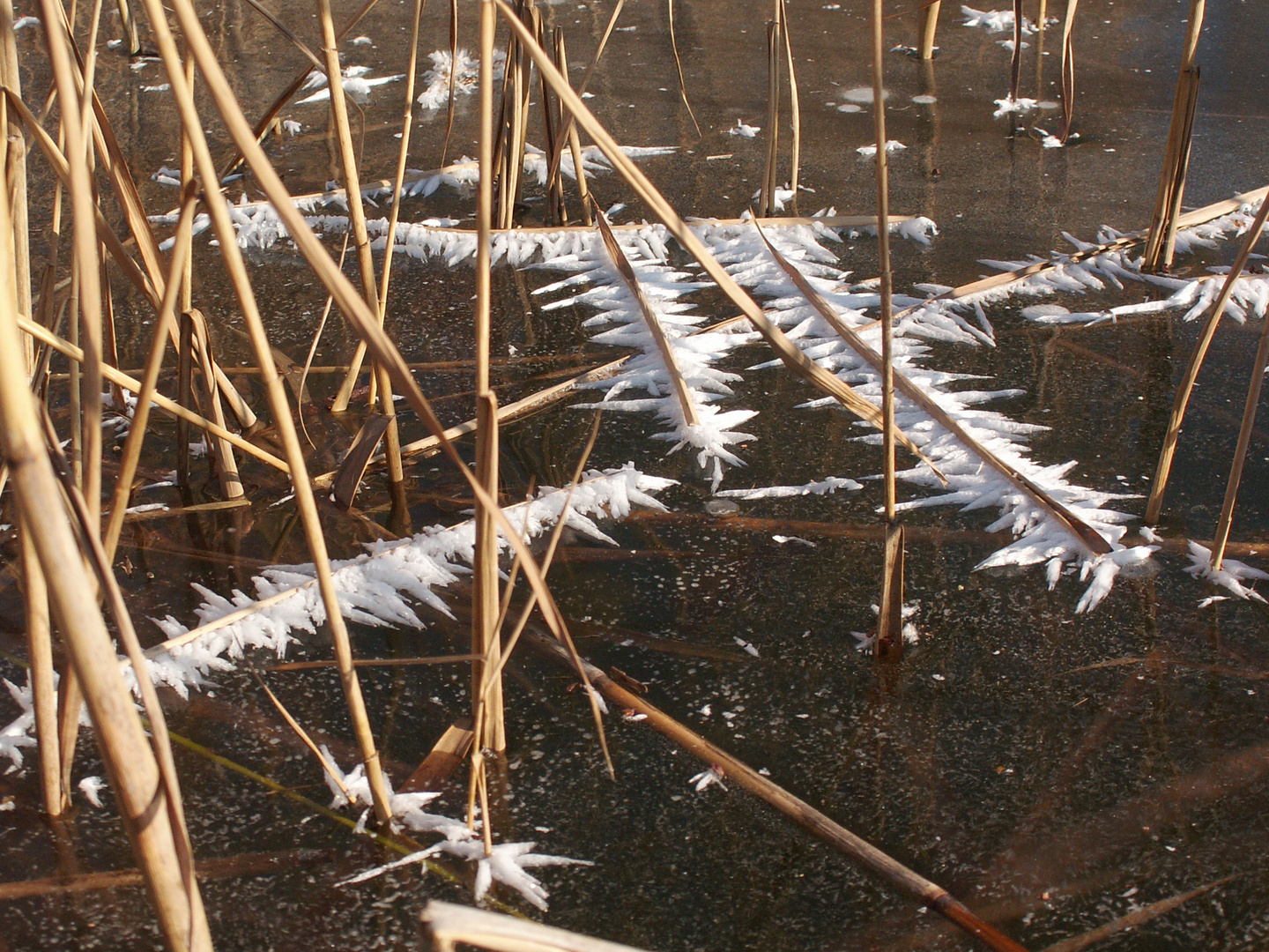 Eisblumen am Schilf