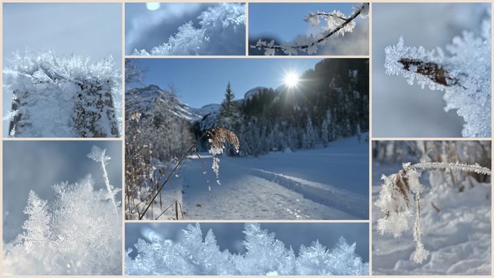 Eisblumen am Spazierweg