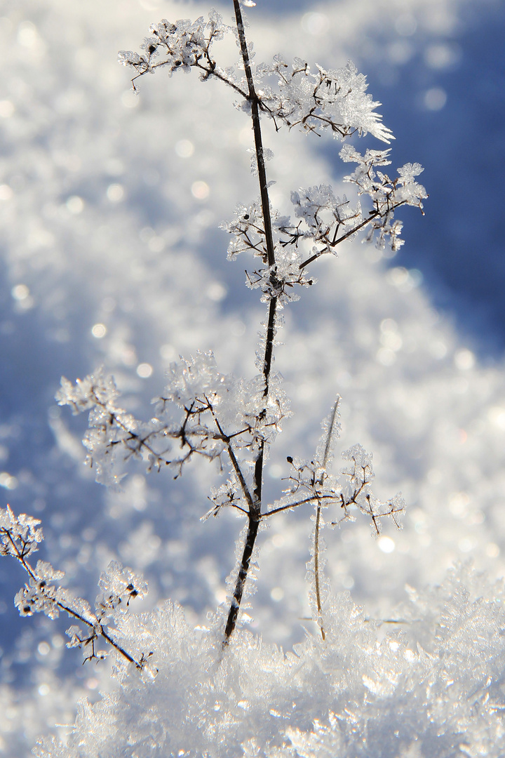 Eisblumen am Stiel