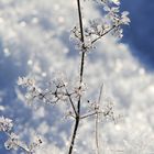 Eisblumen am Stiel