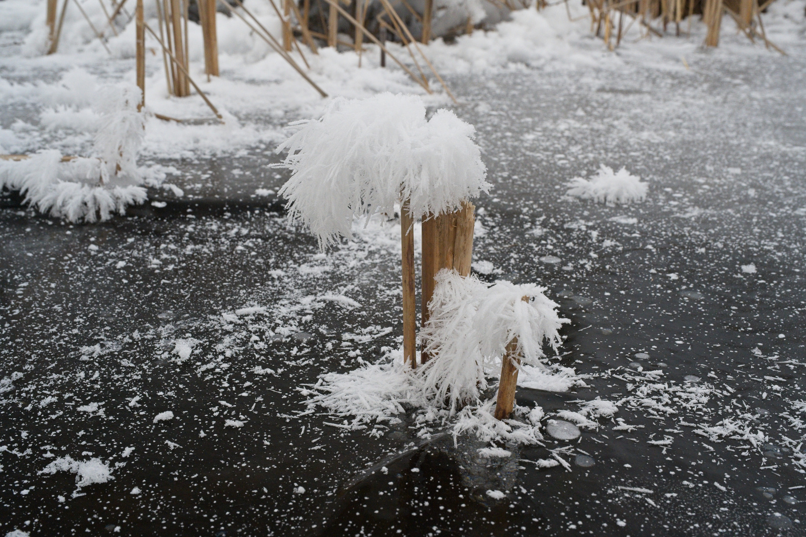 Eisblumen am Stil