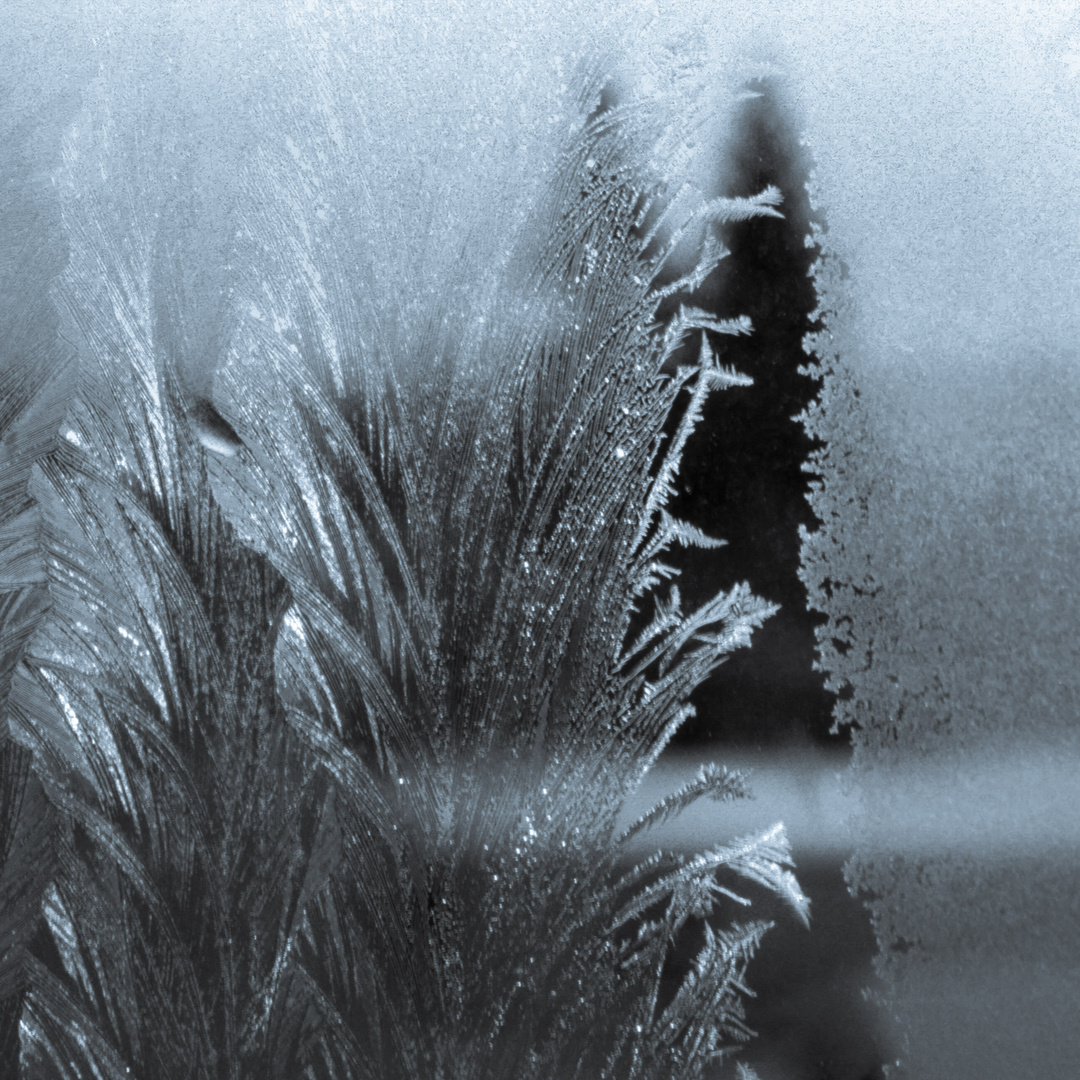 Eisblumen am Zimmerfenster - natürliche Strukturen (27)