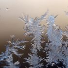 Eisblumen an meinem Zimmerfenster