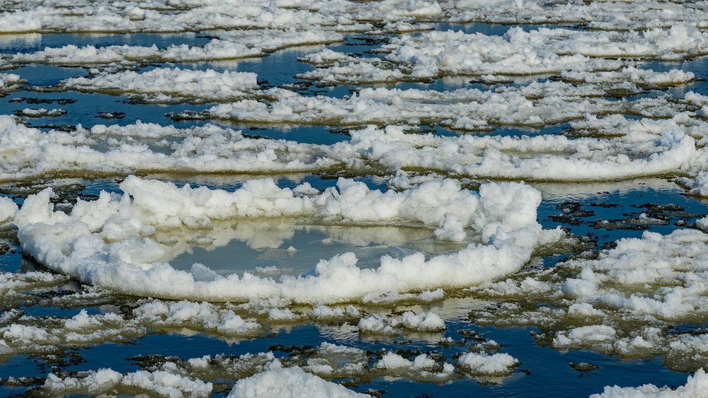 Eisblumen auf der Elbe